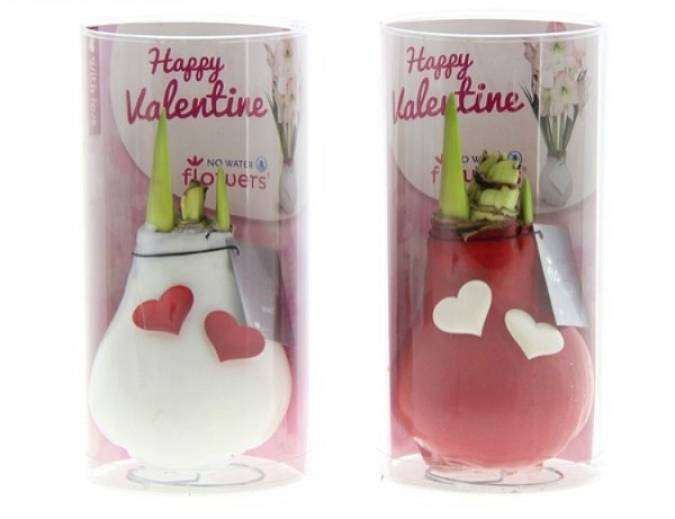 Valentýnský Amarylis Srdce