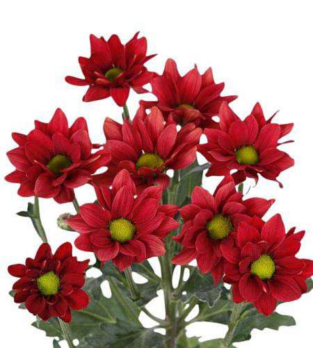 Red Spray Chrysanthemum