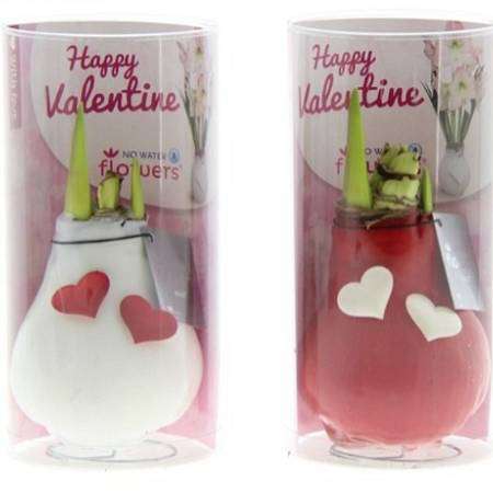 Valentýnský Amarylis Srdce