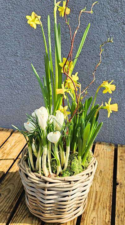 Весенний посаженный нарцисс 2