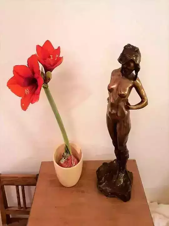 Амарилис в воске с блестками 1