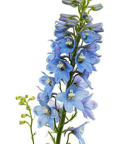 Delphinium elatum Sky Blue