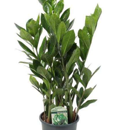 Zamioculcas