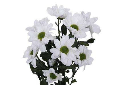 White Spray Chrysanthemum