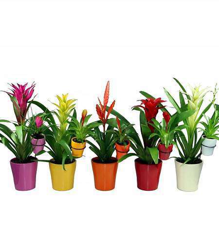 Bromeliad (Guzmania)