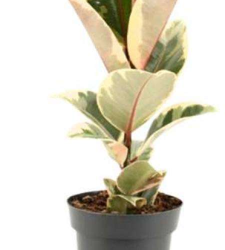 Ficus Elastica Tineke