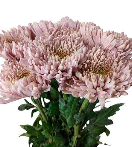 Chrysanthemum Anastasia Pink