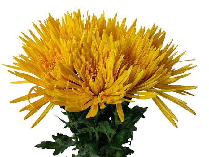 Chrysanthemum Anastasia Yellow