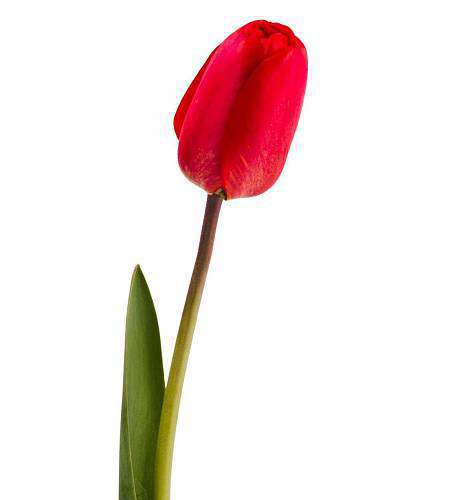 Red Tulip