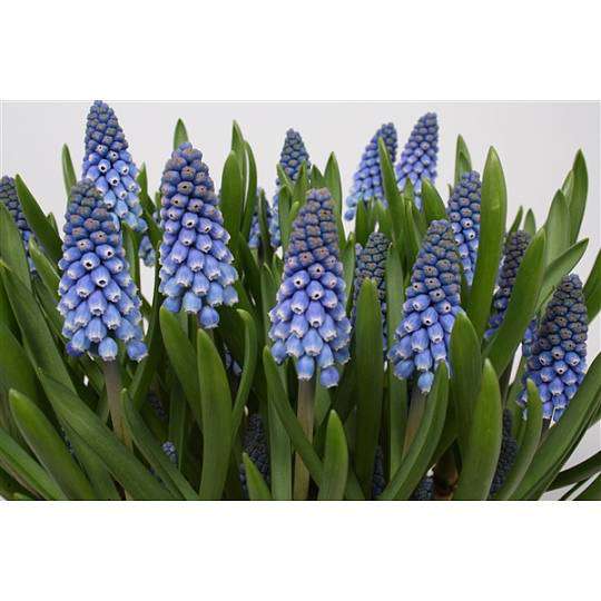 Muscari 1