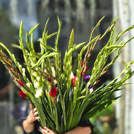 Gladiol