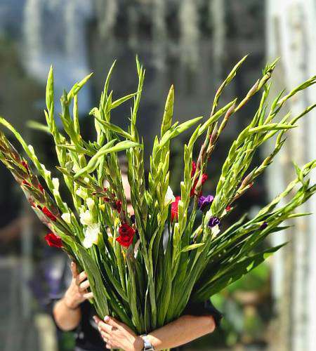 Gladiol