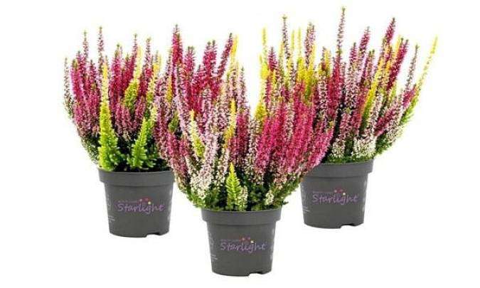 Heather mix Starlight