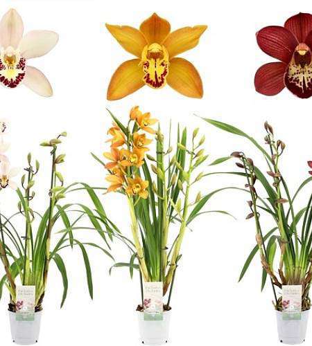 Cymbidium mix barev