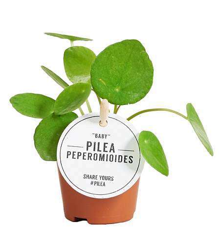 Pilea Peperomioides