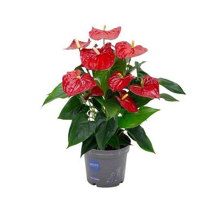 Anthurium Andreanum Karma Red