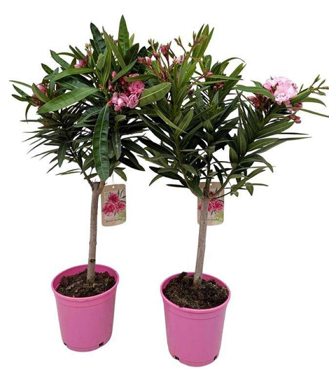 Oleandr na kmínku (Nerium oleander) – 70 cm