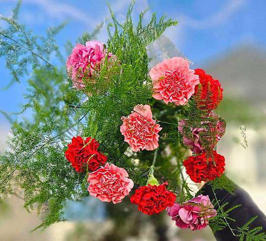 Kytice k MDŽ Karafiát 1