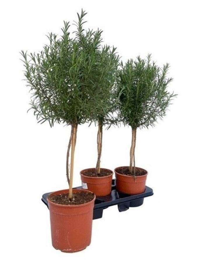 Rosemary on stem XL