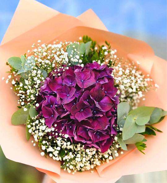 Purpurová Hortenzie 1