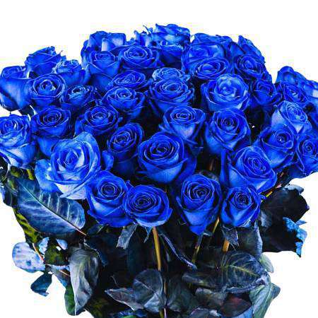 Modrá růže Velvet Blue