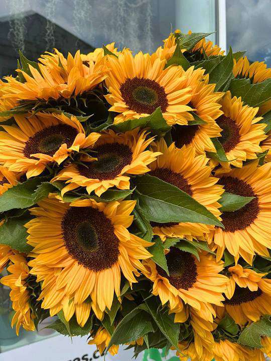 Sunflower 1