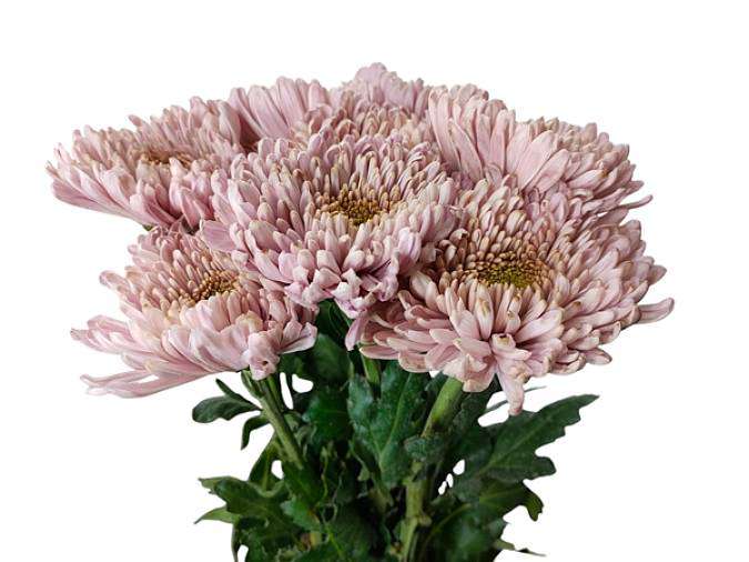 Chrysanthemum Anastasia Pink