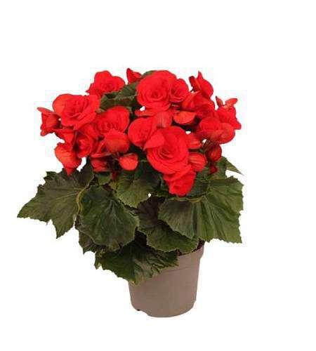 Begonia Elatior Baladin