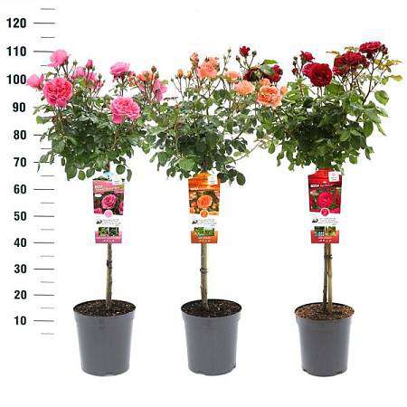 Zahradní růže na klínku