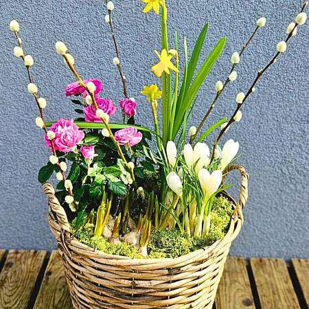 Jarní koš s kočičkami