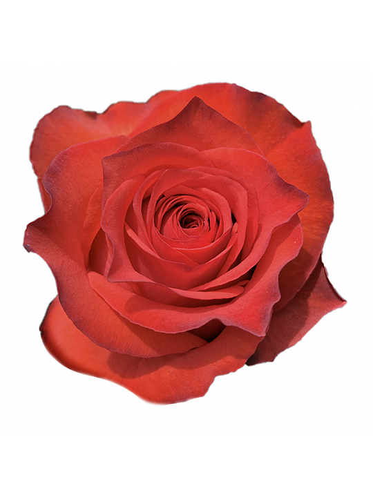 Růže Bromo 50ks 1