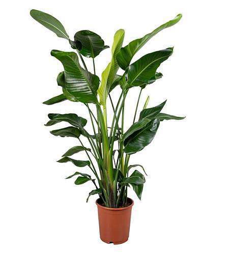 Стрелиция Николая 24Ø — Монументальный тропический