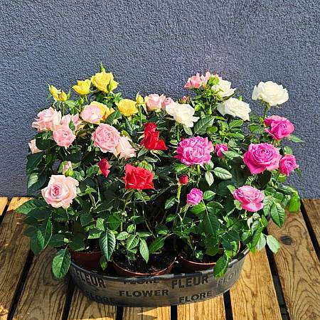 Trsové růže v květináči mix