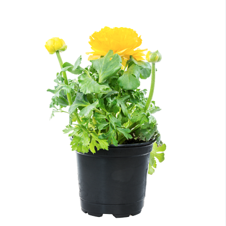 Ranunculus v květináči