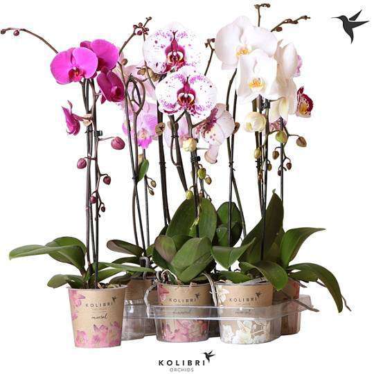 Phalaenopsis Kolibri 1