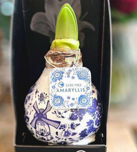 Amarylis Wax Delft Blue