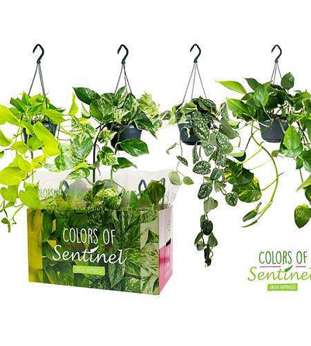 Epipremnum pinnatum hang mix