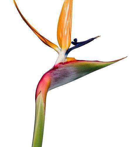 Strelitzia