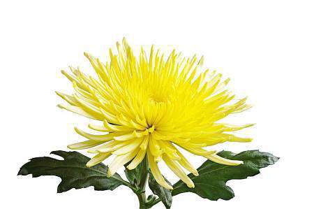 Chrysanthemum Anastasia Yellow