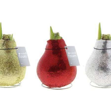 Glitter Wax Amaryllis