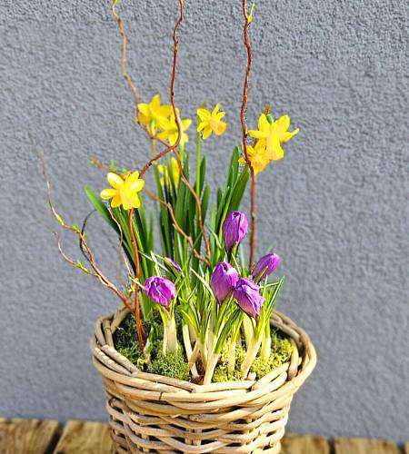 Весенний горшочек «Верба