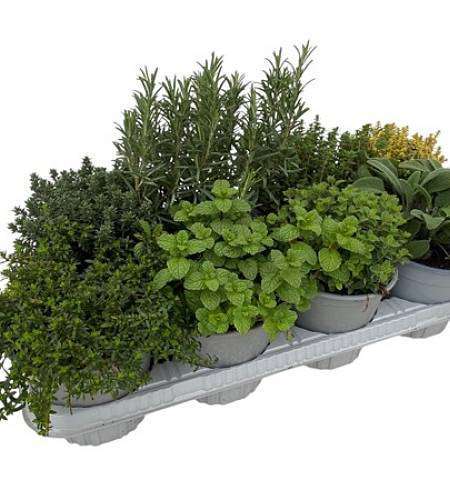 Potted Herbs Mix