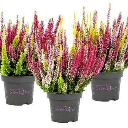 Vřes mix barev Starligh
