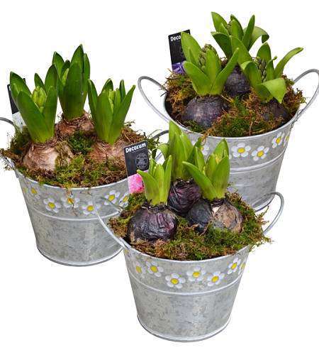 Hyacinth in a flowerpot