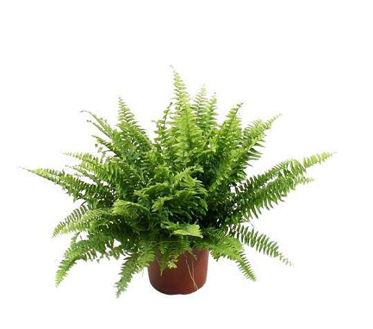 Ledviník (Nephrolepis) 1