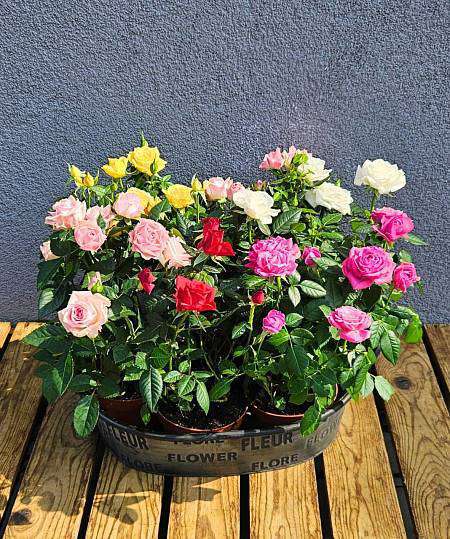 Bunch roses in a pot mix
