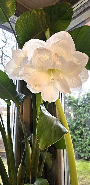 White Amaryllis in a pot 3