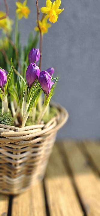 Весенний горшочек «Верба 2