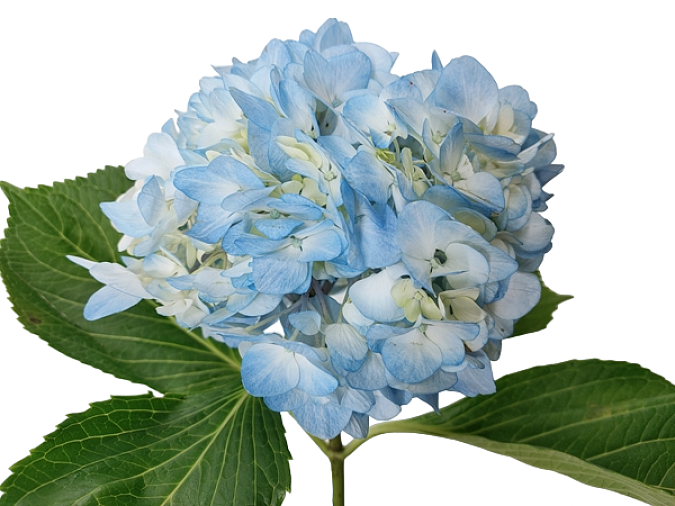 Blue Hydrangea