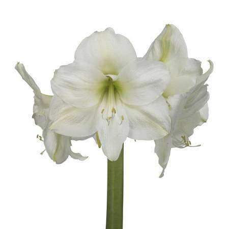 Amaryllis white Mont Blanc